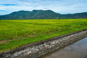beautiful rice field and small hut and water canal irrigation in the morning