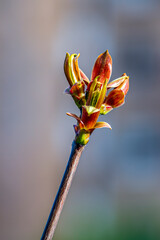 A twig with a bud in full bloom on a spring day