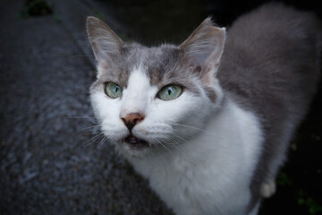 サクラ耳カットされたの地域猫