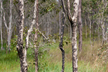 bushland, Outback scenery in Far North Queensland, Australia