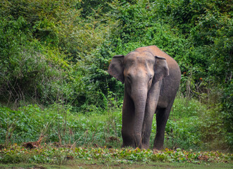 Obraz premium elephant in the wild