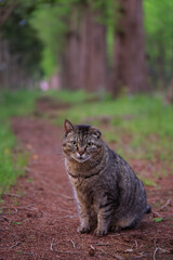 Obraz premium 夕方のメタセコイア並木道に座る片耳の折れた猫