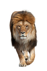 Lion walking across a white background