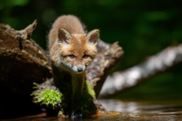 Small fox standing on top of a tree branch