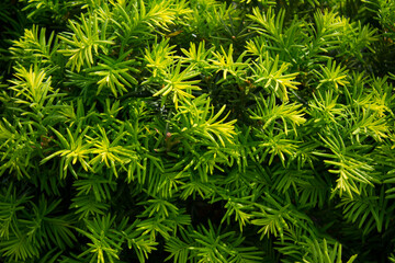 Taxus baccata close up. Green branches of yew tree(Taxus baccata, English yew
