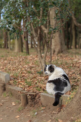 落葉に座って振り返るとても大きな猫