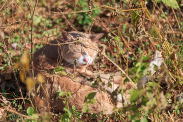 夕方に枯れ草の上に座り目をつぶってまったりしている猫