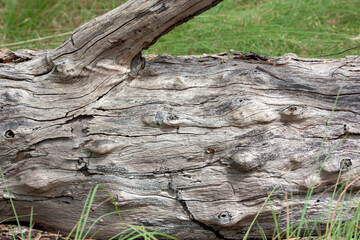 Discover the intricate beauty of fallen trees in the Australian bushland, a testament to nature's resilience and the cycle of life.