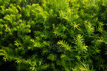 Taxus baccata close up. Green branches of yew tree(Taxus baccata, English yew