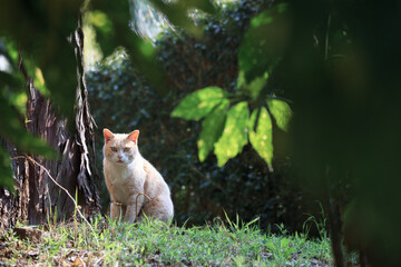 草木のある林に座ってこちらを見る猫