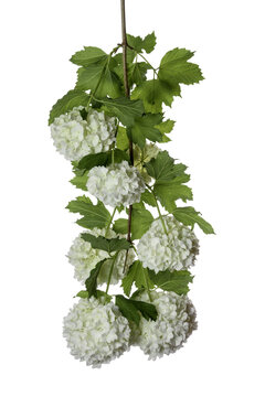 Hydrangea Macrophylla White