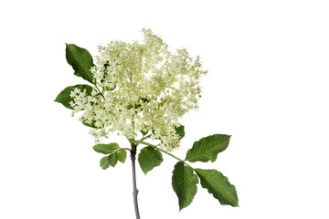 woody elderflower