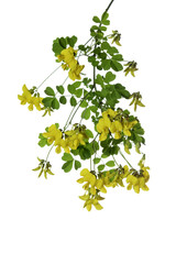 Yellow bush licorice