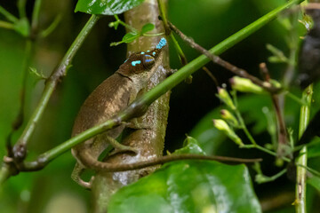 Ein Blaunasenchamäleon im madegassischen Nationalpark Amberwald
