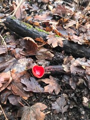 autumn leaves in the forest
