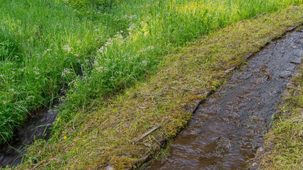Grassland in the morning
