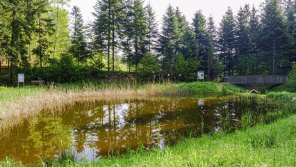 Pond in the black forest, Germany
