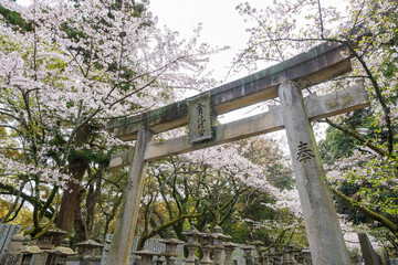 Torii Gate of Konpira Shrine ( aka Konpira-san or Kotohira-Gu ). Cherry blossoms bloom along the Sando visiting path in the spring.  Kotohira, Kagawa, Japan.
