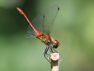 Blutrote Heidelibelle - Ruddy Darter