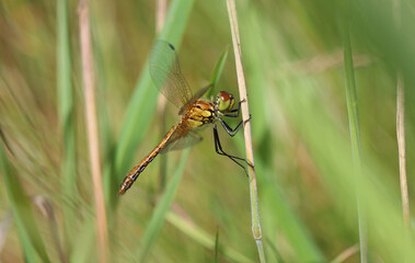 Blutrote Heidelibelle - Ruddy Darter