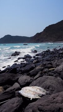 Vertical, only the shells of dead sea turtle bodies are exposed on the deserted rocky shore with blue sky daytime marine garbage environmental issues