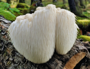 Lion's Mane mushroom on oak tree in the autumn forest. ( Hericium erinaceus )