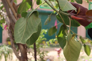 Closeup of leaves or leafs of Radhe krishna Banyan tree with curved leaf