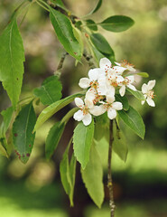 Beautiful close-up of malus toringoides