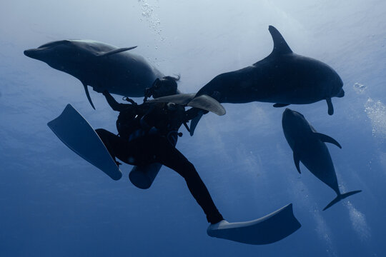 Dolhin and diver from rangiroa