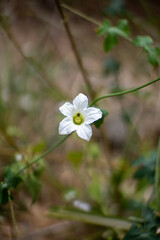 Small white flower with Bug