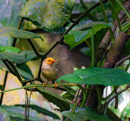 A bird is perched on a leafy branch. The bird is small and brown. The leaves are green and lush