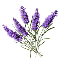 Naklejka premium A beautiful image of lavender flowers