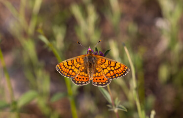 Beautiful Nazuğum butterfly on the plant - Euphydryas orientalis