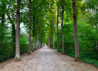 Fototapeta premium alley in the autumn park
