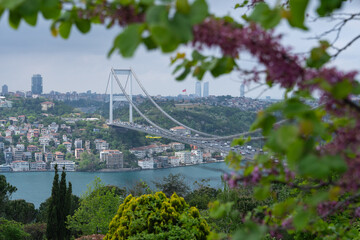 Judas Tree in the Rumeli Fortress (Rumelihisarı) and Fatih Sultan Mehmet Bridge Photo, Rumelihisarı Sariyer, Istanbul Turkiye (Turkey)