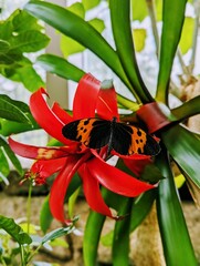 Butterfly on a red flower