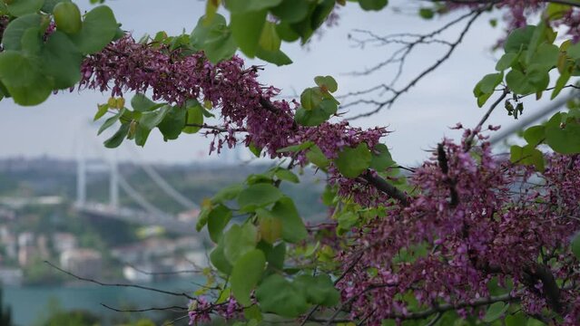Judas Tree in the Rumeli Fortress (Rumelihisarı) and Fatih Sultan Mehmet Bridge Photo, Rumelihisarı Sariyer, Istanbul Turkiye (Turkey)