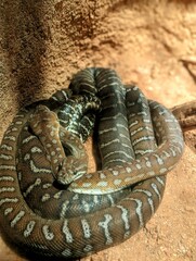 Multiple snakes coiled together in the sand