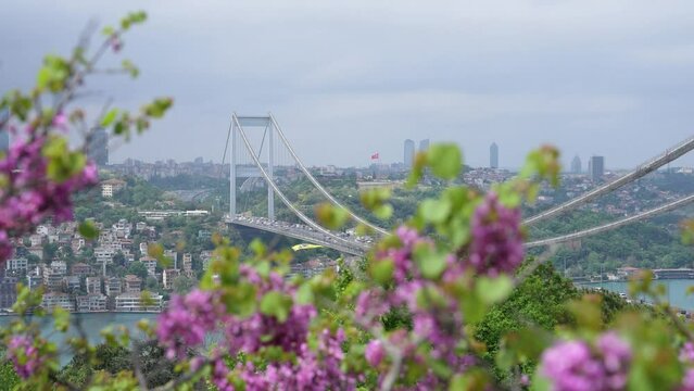 Judas Tree in the Rumeli Fortress (Rumelihisarı) and Fatih Sultan Mehmet Bridge Photo, Rumelihisarı Sariyer, Istanbul Turkiye (Turkey)