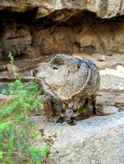Wild pig in the Omaha Zoo in Nebraska 