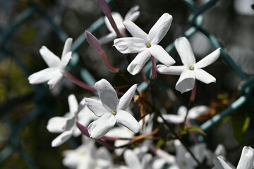 Pink jasmine (Jasminum polyanthum) flowers. Oleaceae evergreen vine shrub. It blooms white flowers...