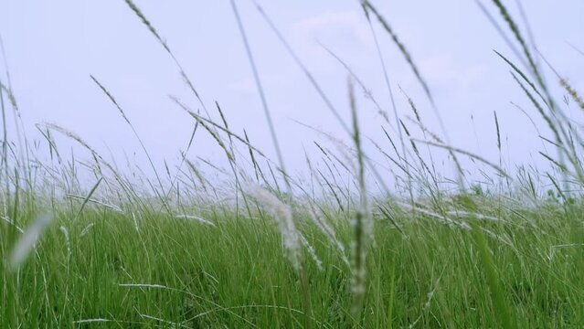 Retreating slow motion shot of cogon grass, Imperata cylindrica, a tropical grass that is found in grasslands, meadows, pastures, and swampy habitats.