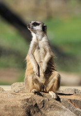 Meerkat animal standing upright on its hind legs on a rock
