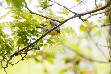 新緑の中、羽虫を捕らえるために飛び立つ（フライキャッチ）可愛いキビタキ（ヒタキ科）。

日本国神奈川県相模原市、早戸川林道にて。
2024年4月撮影。

A lovely little Narcissus Flycatcher, (Ficedula narcissina, family Cyanopterygidae) takes off (fly-catches) to catch a wing