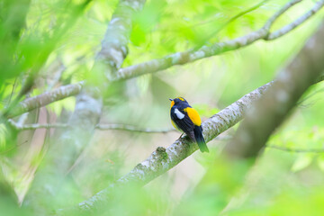 新緑の林で美しくさえずる可愛いキビタキ（ヒタキ科）。

日本国神奈川県相模原市、早戸川林道にて。
2024年4月撮影。

A lovely Narcissus Flycatcher, (Ficedula narcissina, family Cyanopterygidae) singing beautifully in in the fresh greenery woods.

At Hayato