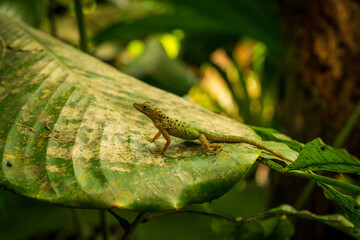 A green lizard is on a leaf. The lizard is green and brown