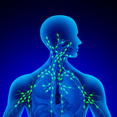 Human Lymph Nodes as a gland of the Lymphatic system concept and immune system as a human anatomy lymphoid organ concept with node vessels.