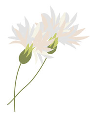 Abstract white cornflowers in flat design. Blooming blossoms on twigs. Vector illustration isolated.
