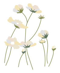 Abstract white cosmos flowers bush in flat design. Soft blooming blossoms. Vector illustration isolated.