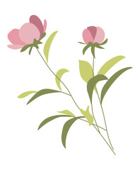 Pink peony flowers on branches in flat design. Blooming romantic bouquet. Vector illustration isolated.